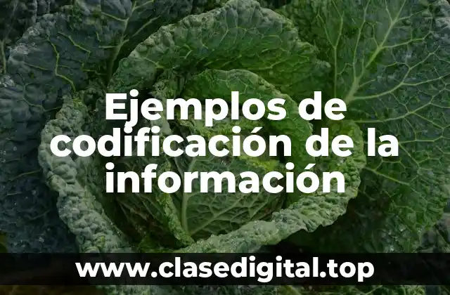 Ejemplos de codificación de la información