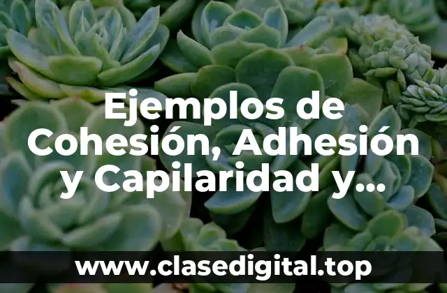 Ejemplos de Cohesión, Adhesión y Capilaridad y Significado