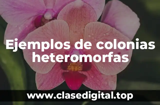 Ejemplos de colonias heteromorfas