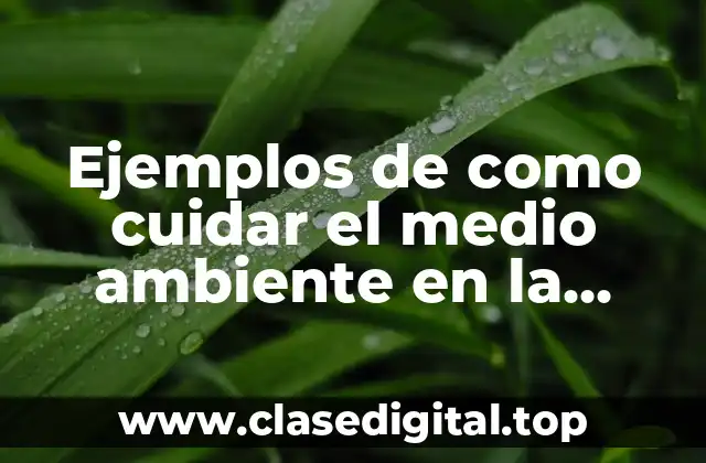 Ejemplos de como cuidar el medio ambiente en la escuela y Significado