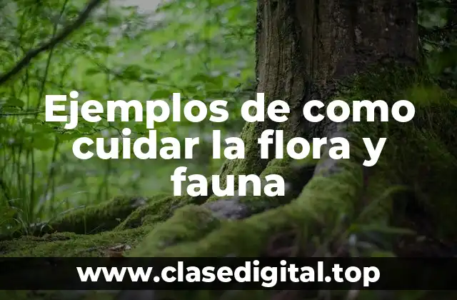 Ejemplos de como cuidar la flora y fauna