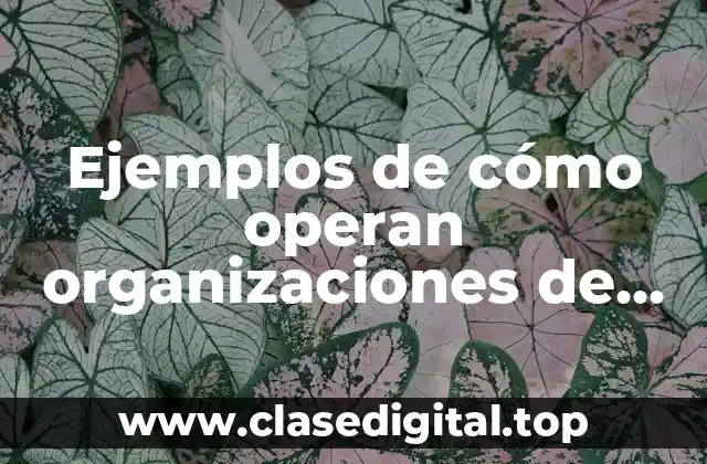 Ejemplos de cómo operan organizaciones de una empresa