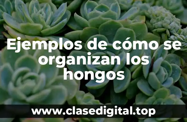 Ejemplos de cómo se organizan los hongos