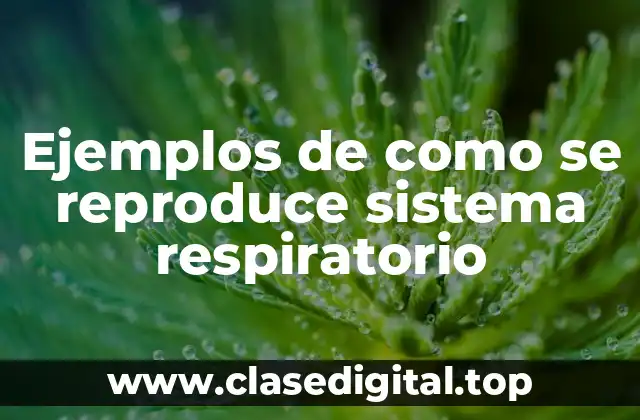 Ejemplos de como se reproduce sistema respiratorio