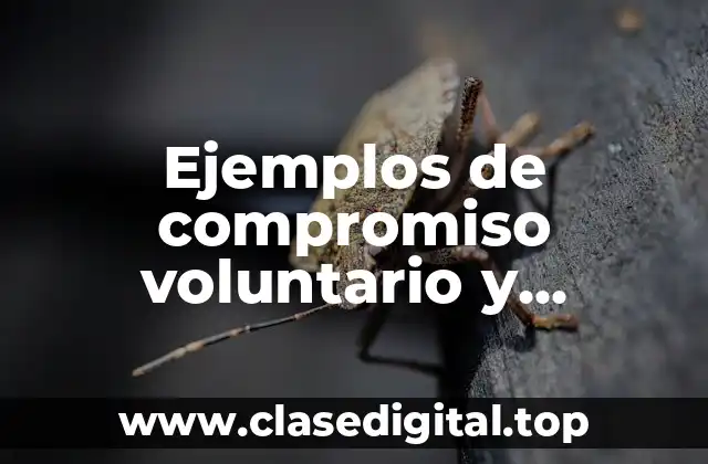 Ejemplos de compromiso voluntario y Significado