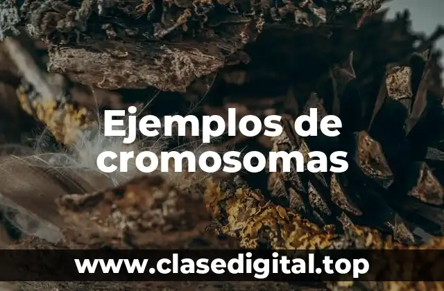 Ejemplos de cromosomas