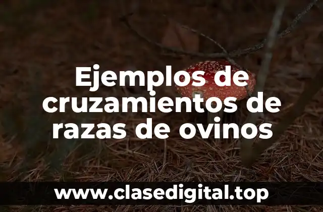 Ejemplos de cruzamientos de razas de ovinos