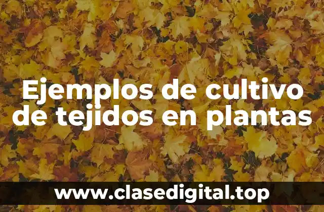 Ejemplos de cultivo de tejidos en plantas