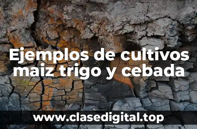Ejemplos de cultivos maiz trigo y cebada