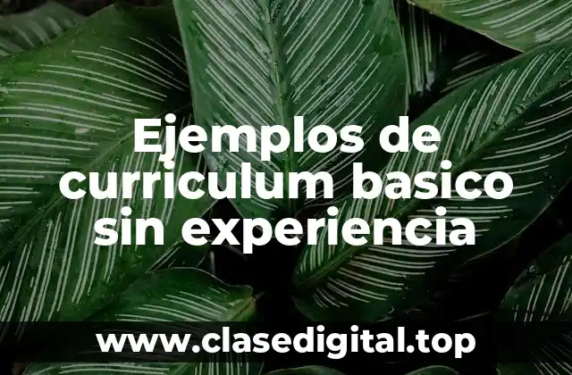 Ejemplos de curriculum basico sin experiencia