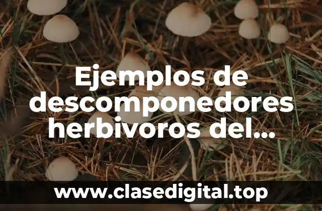 Ejemplos de descomponedores herbivoros del bosque de coniferas y Significado