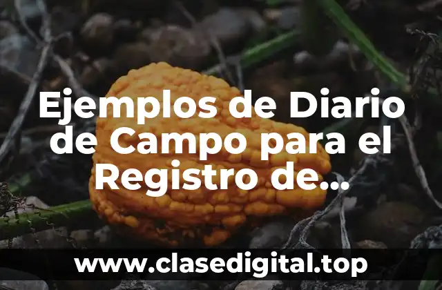 Ejemplos de Diario de Campo