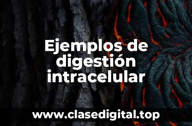 Ejemplos de digestión intracelular