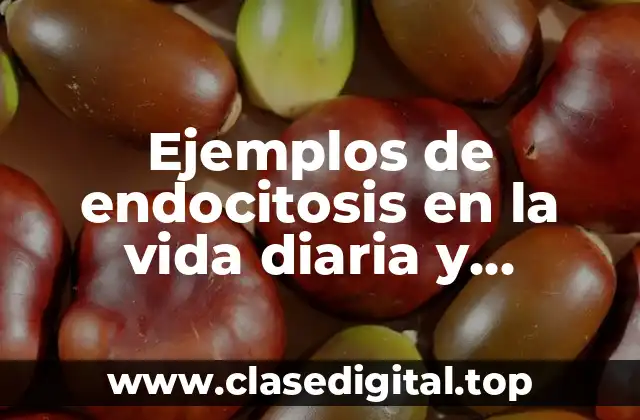 Ejemplos de endocitosis en la vida diaria y Significado