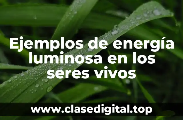 Ejemplos de energía luminosa en los seres vivos