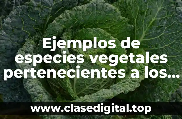 Ejemplos de especies vegetales pertenecientes a los cereales