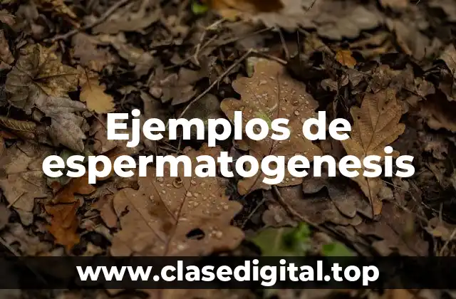 Ejemplos de espermatogenesis