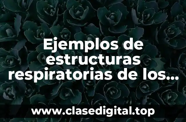Ejemplos de estructuras respiratorias de los seres vivos