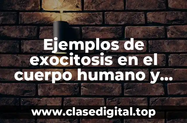Ejemplos de exocitosis en el cuerpo humano y Significado