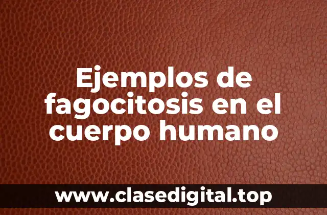 Ejemplos de fagocitosis en el cuerpo humano