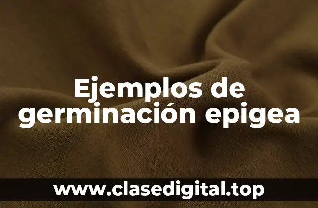 Ejemplos de germinación epigea