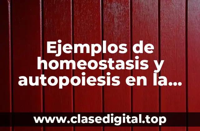 Ejemplos de homeostasis y autopoiesis en la vida cotidiana