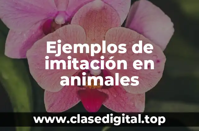 Ejemplos de imitación en animales