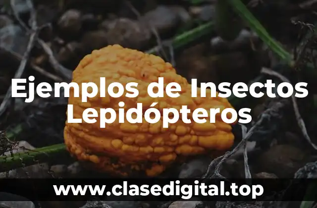Ejemplos de Insectos Lepidópteros