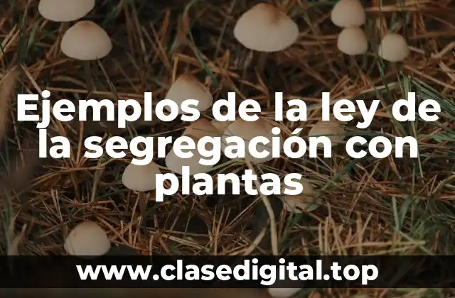 Ejemplos de la ley de la segregación con plantas