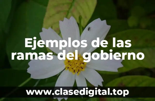 Ejemplos de las ramas del gobierno