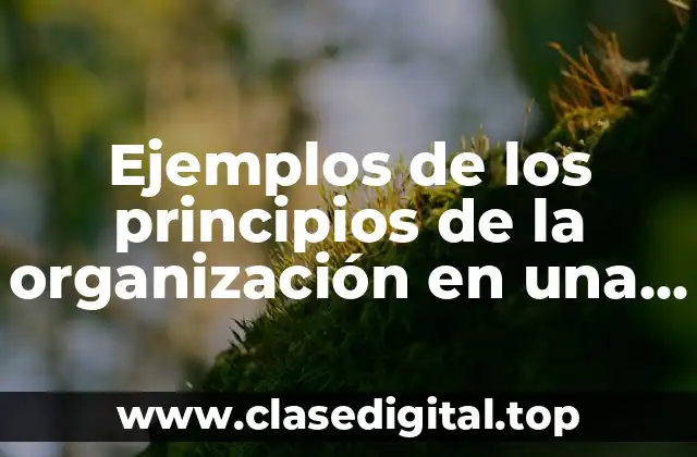 Ejemplos de los principios de la organización en una empresa