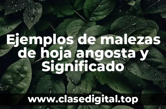 Ejemplos de malezas de hoja angosta y Significado