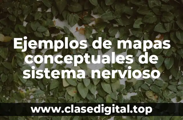 Ejemplos de mapas conceptuales de sistema nervioso