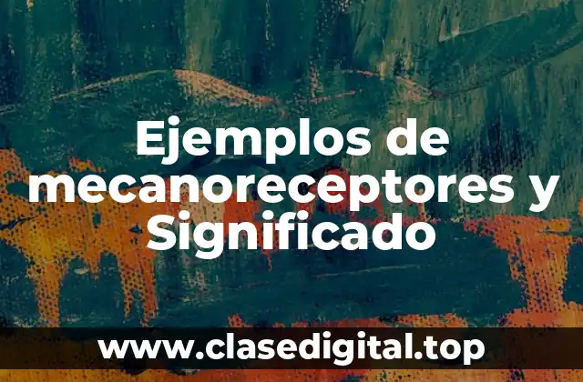Ejemplos de mecanoreceptores y Significado