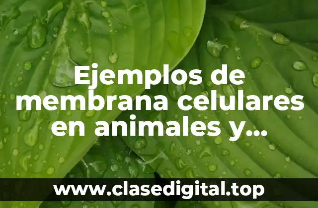 Ejemplos de membrana celulares en animales y plantas
