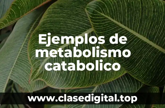 Ejemplos de metabolismo catabolico