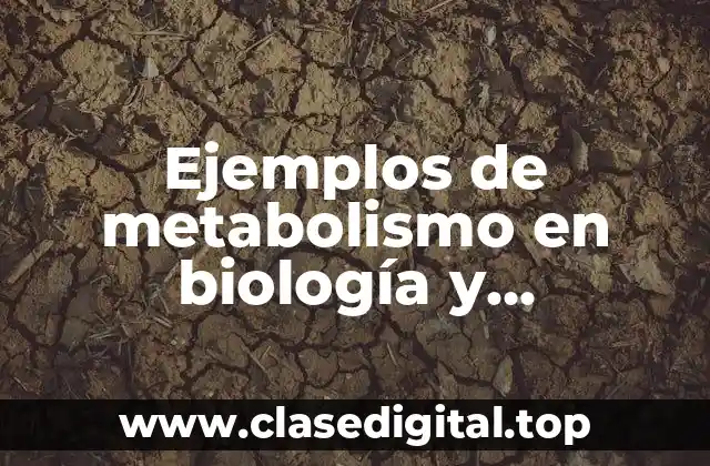 Ejemplos de metabolismo en biología y Significado