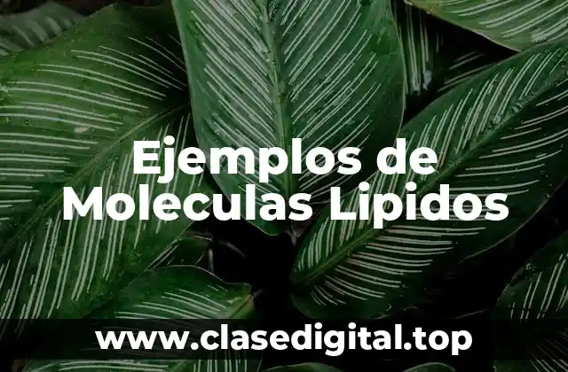 Ejemplos de Moleculas Lipidos