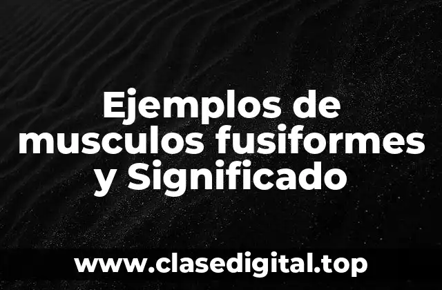 Ejemplos de musculos fusiformes y Significado