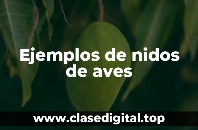 Ejemplos de nidos de aves