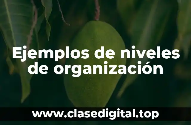 Ejemplos de niveles de organización