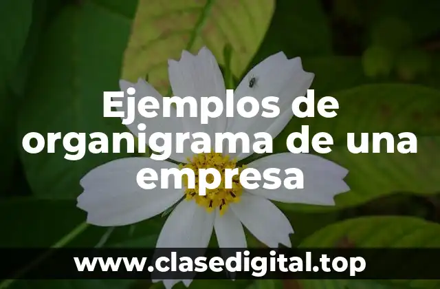 Ejemplos de organigrama de una empresa