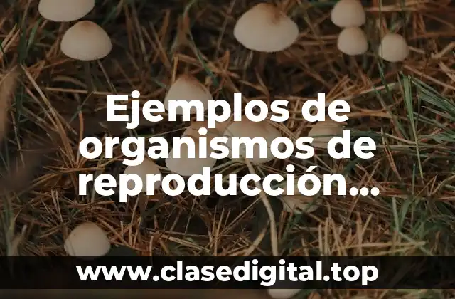 Ejemplos de organismos de reproducción asexual y Significado
