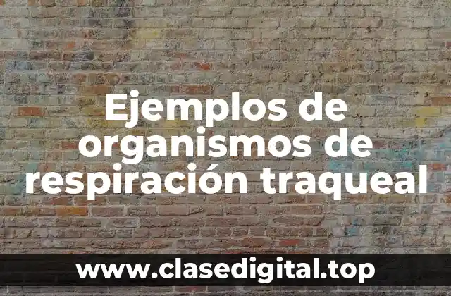 Ejemplos de organismos de respiración traqueal
