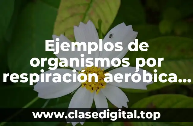 Ejemplos de organismos por respiración aeróbica y otros dos anaeróbica