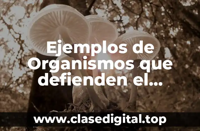 Ejemplos de Organismos que defienden el derecho a la igualdad y Significado