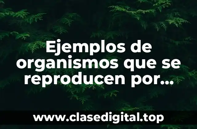 Ejemplos de organismos que se reproducen por fision binaria y Significado