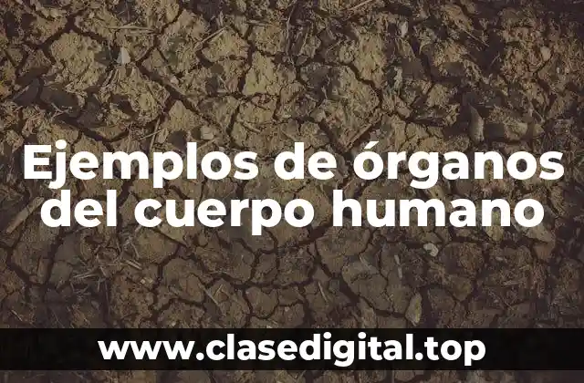 Ejemplos de órganos del cuerpo humano