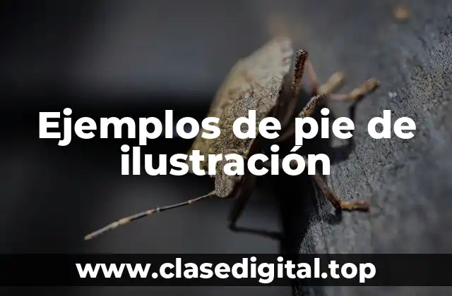 Ejemplos de pie de ilustración