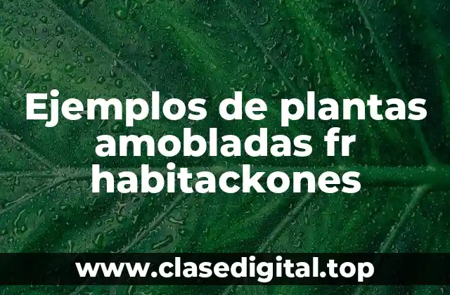Ejemplos de plantas amobladas fr habitackones